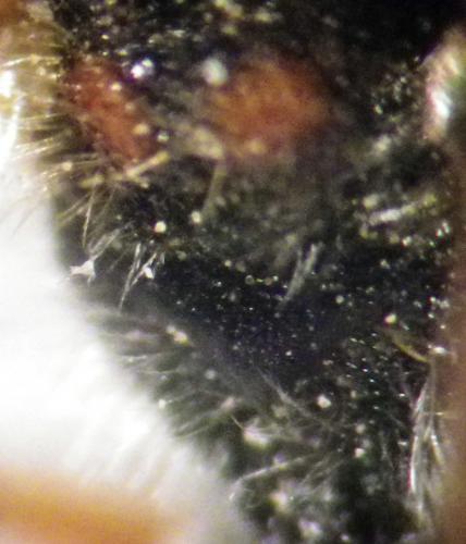 Nomada zonata